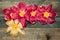 Colorful tulip heads