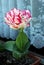 Colorful tulip with large flower head and bicolor white petals with red edges planted in flower pot on windowsill