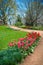 Colorful Tulip Path