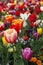 Colorful tulips