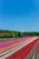 Colorful tulips along a canal in Noordoostpolder