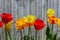 Colorful Tulips Along a Weathered Fence