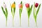 Colorful tulips. Beautiful tulip buds, spring flowers design for greeting card 8 march or mothers day, floral elements
