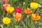 Colorful tulips blooms