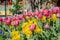 Colorful tulips blossom in downtown
