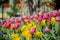 Colorful tulips blossom in downtown
