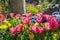 Colorful tulips blossom in downtown