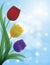 Colorful Tulips Blue Bokeh Background Illustration