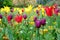 Colorful Tulips at Cannon Hill Park