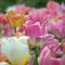 Colorful tulips in the Central Park