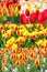 Colorful tulips collage with holland symbol