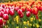 Colorful tulips and daffodils blooming in a garden.