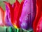 Colorful tulips in drops of dew close up. colors of a rainbow, natural background