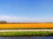 Colorful tulips fields in Holland, spring season