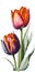 Colorful Tulips, Flowerbed. Set Of Isolated Spring Flowers. Collection Of Beautiful Multi-Color Tulip Buds