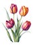 Colorful Tulips, Flowerbed. Set Of Isolated Spring Flowers. Collection Of Beautiful Multi-Color Tulip Buds