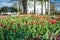 Colorful tulips garden near Saint Nicholas (Nikolsky) monastery