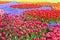 Colorful Tulips Garden Patchwork