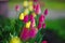 Colorful tulips on lawn. Pink and yellow water-lily flowers