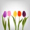 Colorful tulips on a light background