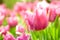 Colorful tulips meadow nature in spring ,Tulip flower background