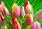 Colorful tulips over green veined leaf