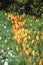 Colorful tulips, tulip time, spring background