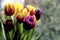 Colorful tulips in vase on windowsill, cheerful home decor