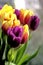 Colorful tulips in vase on windowsill, cheerful home decor