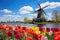 Colorful tulips and windmill in Holland. Spring landscape, Landscape with tulips in Zaanse Schans, Netherlands, Europe, AI