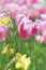 Colorful tulps and daffodils in spring, blurred background