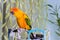 Colorful turquoise parrot close up sits