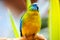 Colorful turquoise parrot sitting on a branch surrounded by bright yellow-green leaves