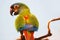 Colorful twittering maracana parrot primolius maracana in back view perching on a branch in front of a gray background