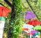 Colorful umbrella in the green garden,Rad,purple,On Urban Walkway,In Bangkok,Thailand