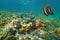 Colorful underwater marine life Caribbean sea