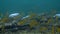 Colorful underwater school of fishes swim among vibrant coral in the tropical ocean.