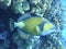 Colorful underwater world of the Red sea. Triggerfish on the coral reef