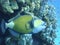 Colorful underwater world of the Red sea. Triggerfish on the coral reef