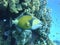 Colorful underwater world of the Red sea. Triggerfish on the coral reef