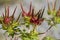Colorful Unusual Wildflower Seeds - Carolina Cranesbill - Geranium
