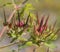 Colorful Unusual Wildflower Seeds - Carolina Cranesbill - Geranium