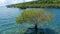 Colorful vacation shot with lone green mangrove tree in the middle of the ocean filled with blue green water. The cloudy