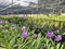 Colorful Vanda orchid flowers farm.