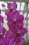 Colorful Vanda orchids grow in a modern greenhouse