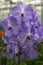 Colorful Vanda orchids grow in a modern greenhouse