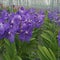 Colorful Vanda orchids grow in a modern greenhouse