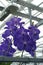 Colorful Vanda orchids grow in a modern greenhouse