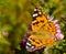 Colorful Vanessa cardui butterfly