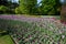 A colorful and variegate kinds of tulips flowers